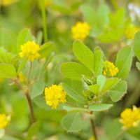 コメツブツメクサ,お花,黄色の花,黄色のお花の画像