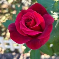 バラ,赤い薔薇,赤い薔薇,꒰ღ˘◡˘ற꒱かわゅ~,庭園の画像