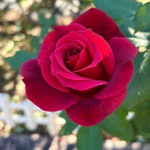 バラ,赤い薔薇,赤い薔薇,꒰ღ˘◡˘ற꒱かわゅ~,庭園の画像