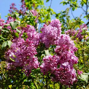 クリスマスローズ,ライラック,姫ライラック,我が家のお花,キッチンの画像