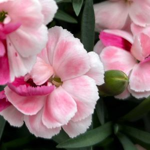 サボテン,お花大好き♡,キッチン,ベランダ,リビング・ダイニングの画像