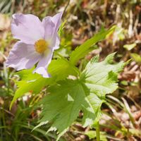 シラネアオイ,ヤマブキ,リュウキンカ,シロバナトサノミツバツツジ,植物園の画像