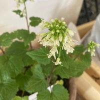 カタクリ,カタクリ,シラネアオイ,山葵,葉わさびの画像