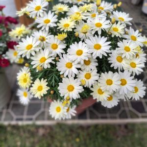 マーガレットデイジーイエロー,軒下,PWマーガレットの画像