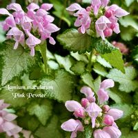 シャクナゲ,ゼラニウム,ツツジ,ラミウム,斑入りパンジーゼラニウムの画像