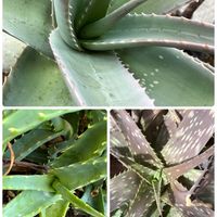 アロエベラ,キダチアロエ,シャボンアロエ,アロエサポナリア,多肉植物の画像
