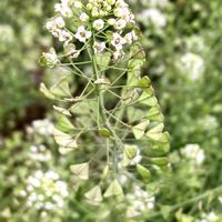 ナズナ,お出かけ先にての画像