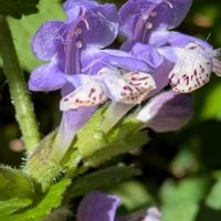 ラショウモンカズラ,ラショウモンカズラ,ラショウモンカズラ,カキドオシ,カキドオシの画像