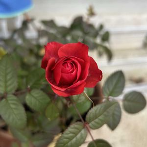 バラ,ミニバラ,マイガーデン,感謝,花のある暮らしの画像