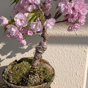 ウメ,旭山桜,盆栽,花のある暮らし,おうち園芸の画像