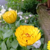 カレンデュラの画像