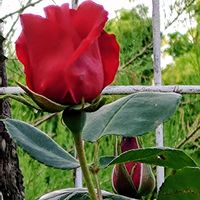 サクランボ,バラ,セイヨウミザクラ,薔薇  アルティシモ,ウォーキングの画像
