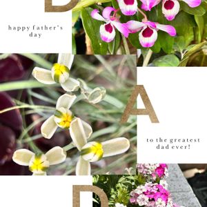 アルブカ　フミリス,美女撫子,デンドロビウム ビゼン アケボノ,実生,見切り品の画像