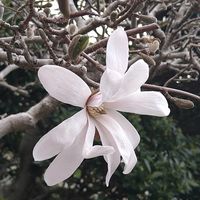 シデコブシ,シデコブシ,ドウダンツツジ,ドウダンツツジ,フジの画像