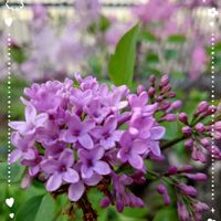 アリウム,ミヤマオダマキ,ブルンネラ,ブルネラ,西洋オダマキの画像