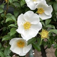 ナニワイバラ,ナニワイバラ,買い物途中,花畑のバラ,いいねをありがとうございます¨̮♡︎の画像