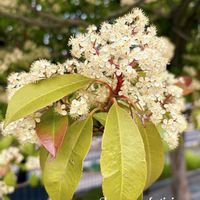 ヒトツバタゴ,カナメモチ,散歩道,満開,山野草の画像
