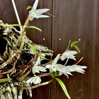 セッコク,セッコク,山野草,着生ラン,日本の蘭の画像