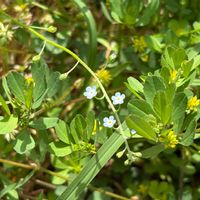 キュウリグサの画像