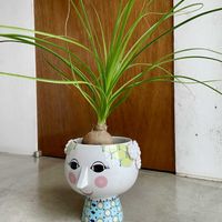 トックリラン,ノリナ,トックリラン(ポニーテール),観葉植物,ビヨン・ヴィンブラッドの画像