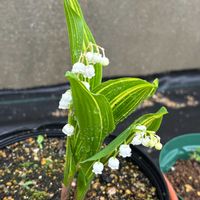 スズラン,ムサシアブミ,ユキモチソウ,山野草,庭の画像