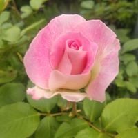 グレビレア,シラン,紫陽花,バラ   マチルダ,ナチュラルガーデンの画像