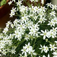 オーニソガラム,オオアマナ,ガーデニング,お花,おうち園芸の画像