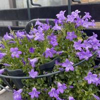 アネモネ,ベルフラワーの画像