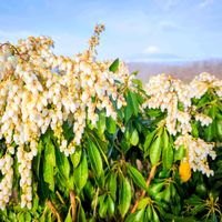 馬酔木(アセビ）,ヤマザクラ,富士山,季節の花,花のある暮らしの画像