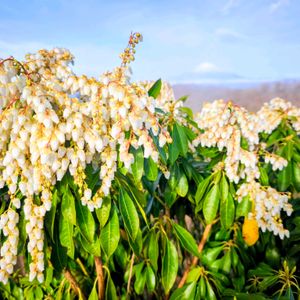 馬酔木(アセビ）,ヤマザクラ,富士山,季節の花,花のある暮らしの画像
