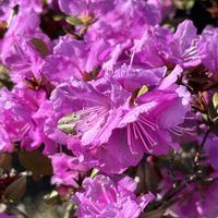 エゾムラサキツツジ,レンギョウ,庭の画像