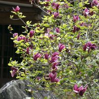 モクレン,モクレン,お寺の境内,チーム・ブルー,チーム・ブルーNo.102の画像