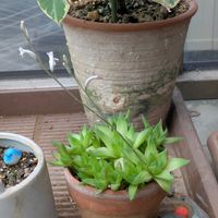 クレマチス,ジャスミン,紫陽花 アジサイ あじさい,庭の画像