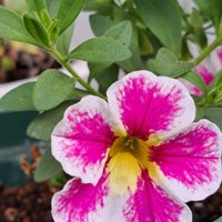 カリブラコア,スーパーベル,スーパーベル ホーリーカウ,ホーリーカウ,鉢植えの画像