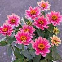 ジニア,ジニア（百日草）,ジニアバイカラー,ガーデニング,マイガーデンの画像