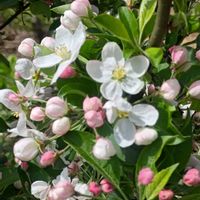 ヒメリンゴの画像