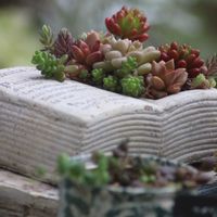 フリージア,多肉の寄せ植え,千葉タニラー,私のお庭,庭のある暮らしの画像