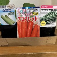 インゲン,パクチー種,人参種,大長夕顔,ホームセンターに行って来たよ！の画像