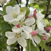 ヒメリンゴ,お散歩コースの画像