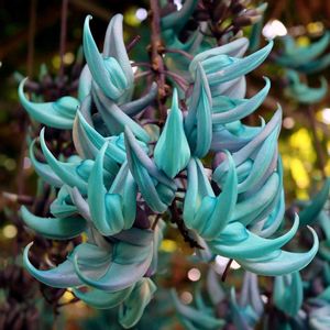 ヒスイカズラ,エメラルドグリーン,翡翠葛(ヒスイカズラ),温室,マメ科の画像