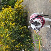 エニシダの画像