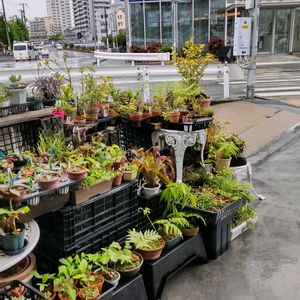 多肉植物,ウラボシ科,ウラボシ科,ビカクシダ属,食中植物の画像