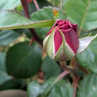 カリブラコア,スミレ,ハボタン,斑入りタイトゴメ,クレマチス リンカーン・スターの画像