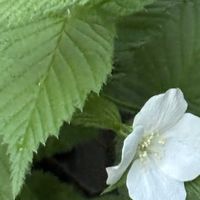 シラー,フリージア,ミニバラ,シロヤマブキ（白山吹）,みつかどねぎの画像