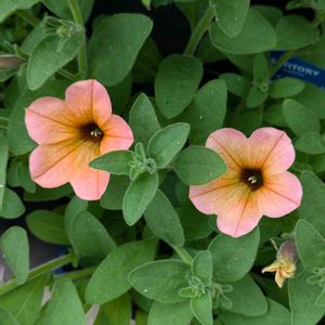 サフィニアアート,サフィニアアート　コーラルチーク,サフィニアアート コーラルチークの画像