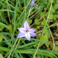 ハナニラの画像