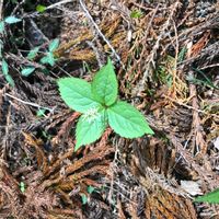 ヒトリシズカの画像