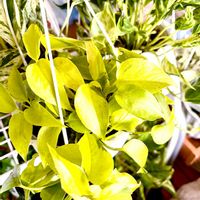 ポトス,斑入りポトス,ポトス ライムコンパクト,ポトス ライムコンパクト,ライムコンパクトの画像