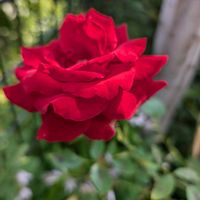 ハマナス,バラ,赤い薔薇,いつもありがとう♡,花のある暮らしの画像