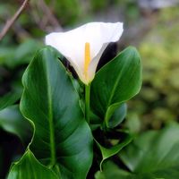 カラー,カラー,花のある暮らし♡,ウクライナに平和を,武器ではなく花をの画像